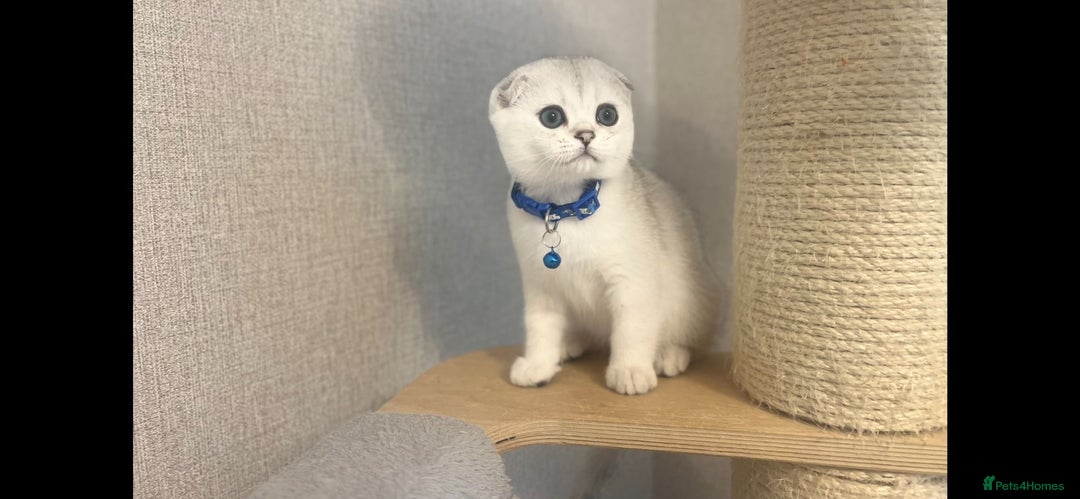Scottish Fold cats for sale: Beautiful Scottish Straight&Fold Kittens Available - Advert 9