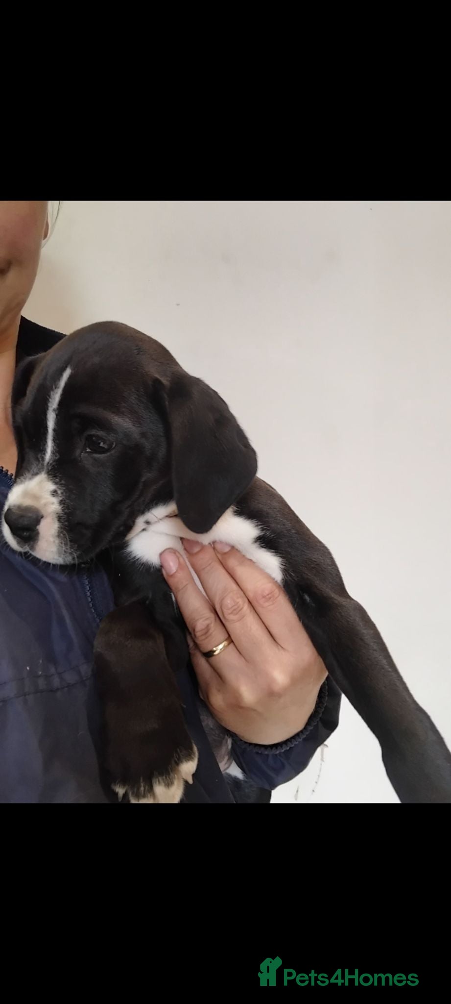 Mixed Breed dogs Dalmatian x boxer puppies - Advert 1