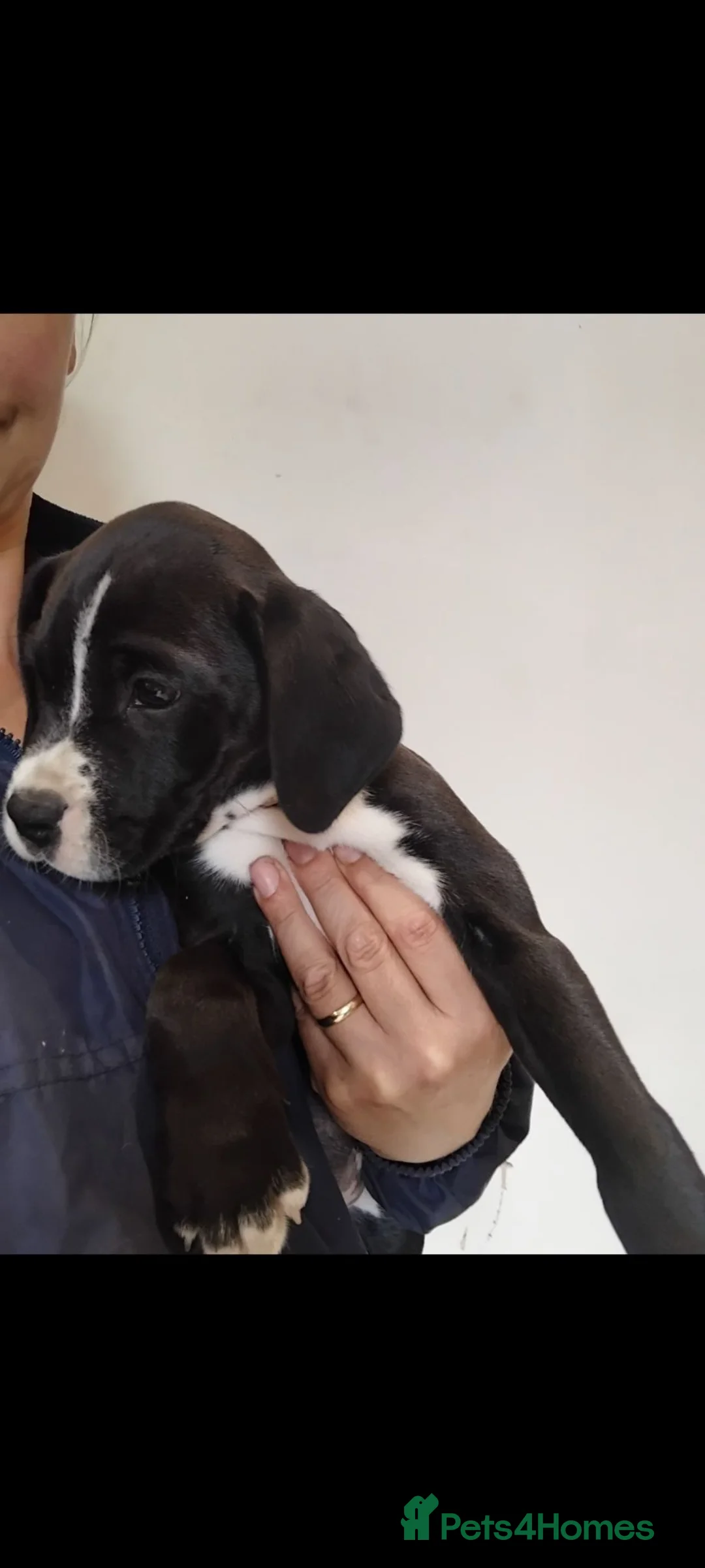 Mixed Breed dogs for sale: Dalmatian x boxer puppies - Advert 1