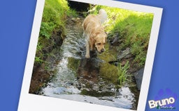 Golden Retriever dogs for stud: KCReg Well Proven Golden Stud, Health & DNA Tested in Wilmslow - Image 7