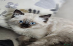 Ragdoll cats for sale: Ragdoll kittens - Image 4