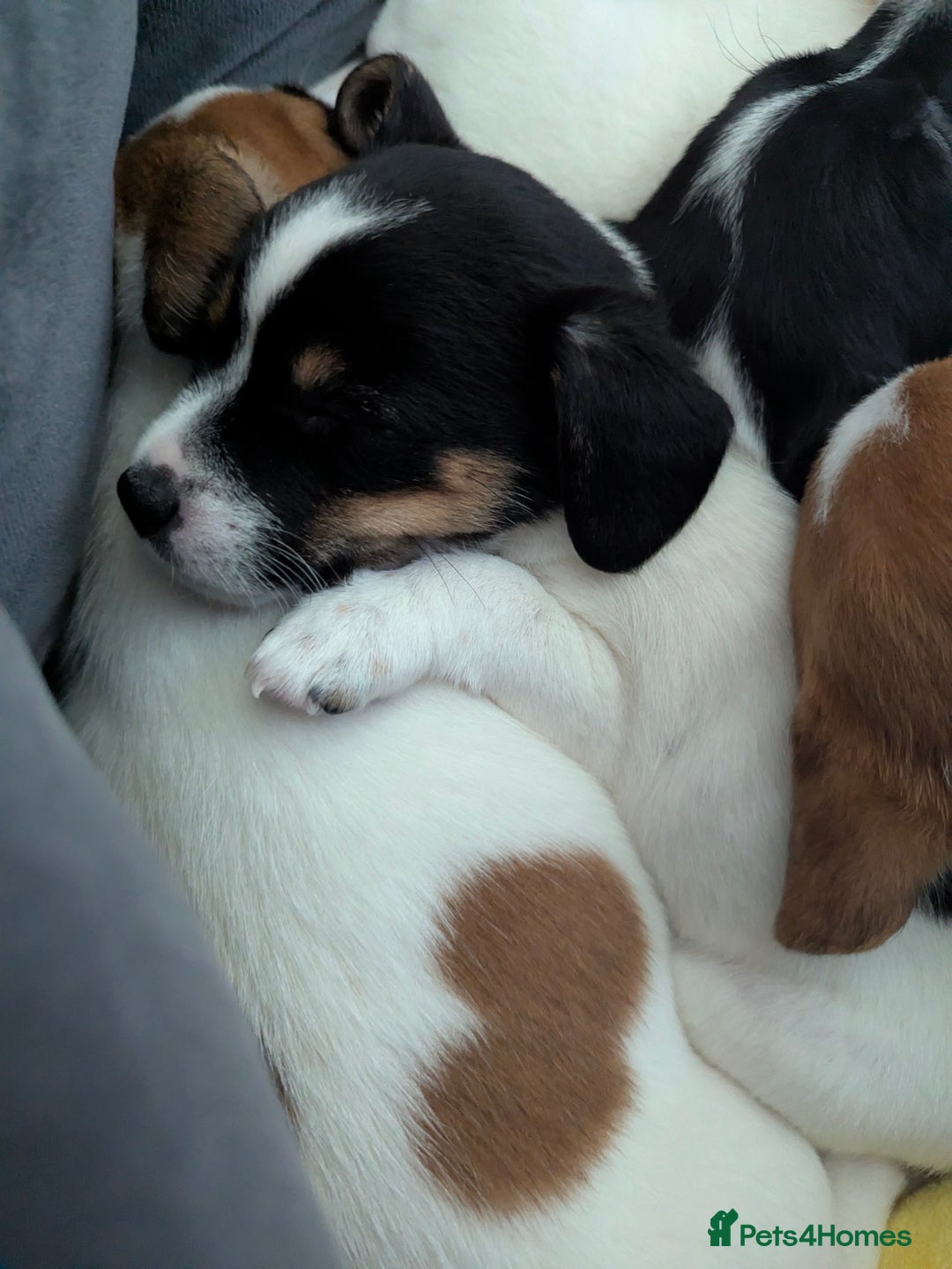 Jack Russell dogs for sale: Beautiful Jack Russell puppies  - Advert 4