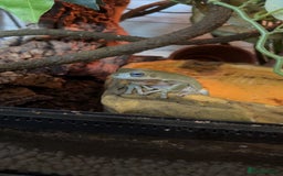 Frog reptiles for sale: 🐸 White’s Tree Frogs + Full Set-Up 🐸 - Image 1