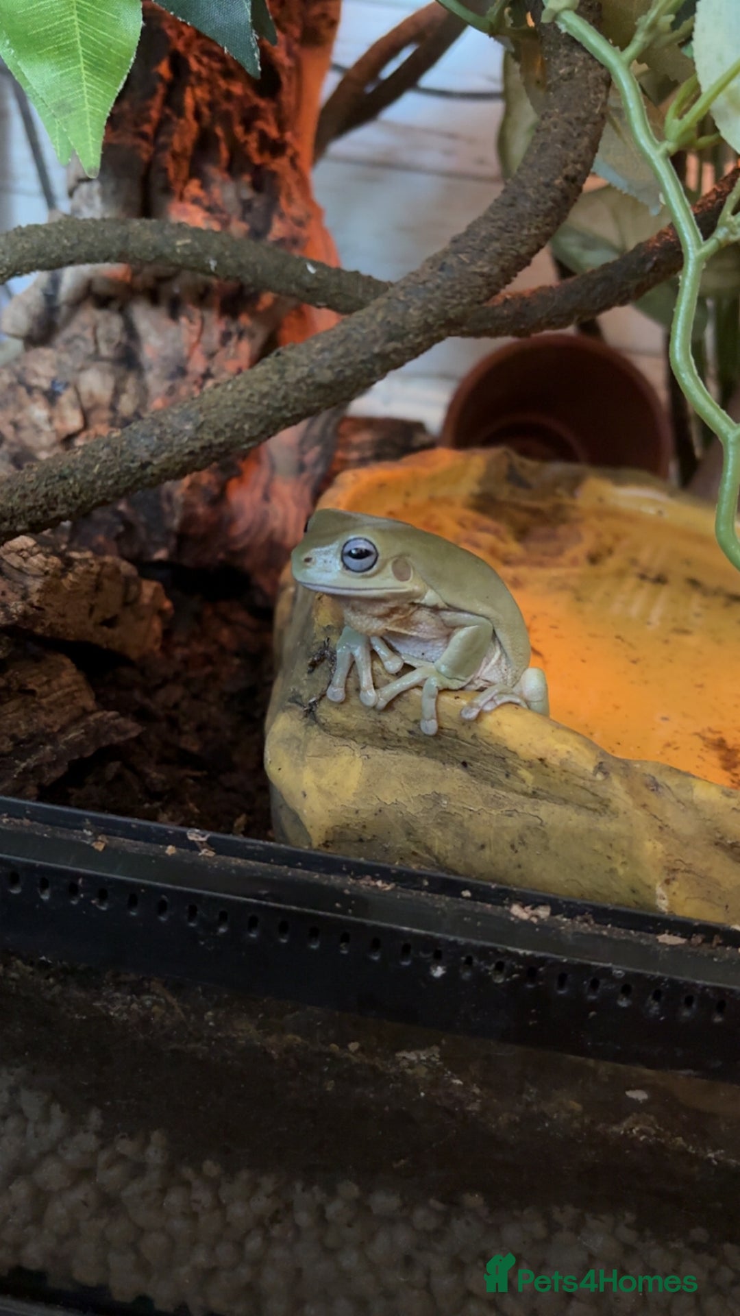 Frog reptiles for sale: 🐸 White’s Tree Frogs + Full Set-Up 🐸 - Image 1