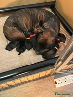 Mixed Breed dogs Staffy X Cocker Spaniel Puppies - Advert 6