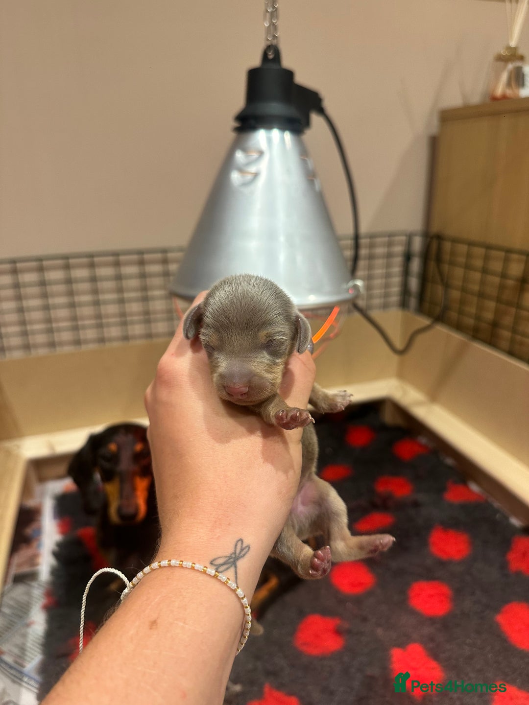 Miniature Dachshund dogs for sale: Miniature Dachshund puppies  - Image 4