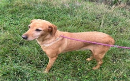 Labrador Retriever dogs for adoption: Bella* Labrador Retriever * 240718 - Image 1