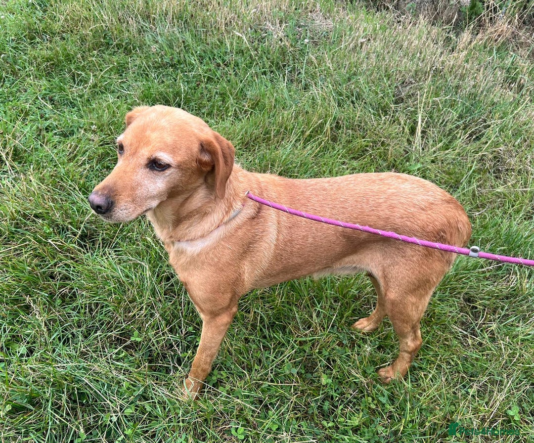 Labrador Retriever dogs for adoption: Bella* Labrador Retriever * 240718 - Image 1