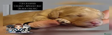 Cavapoo Puppy 3