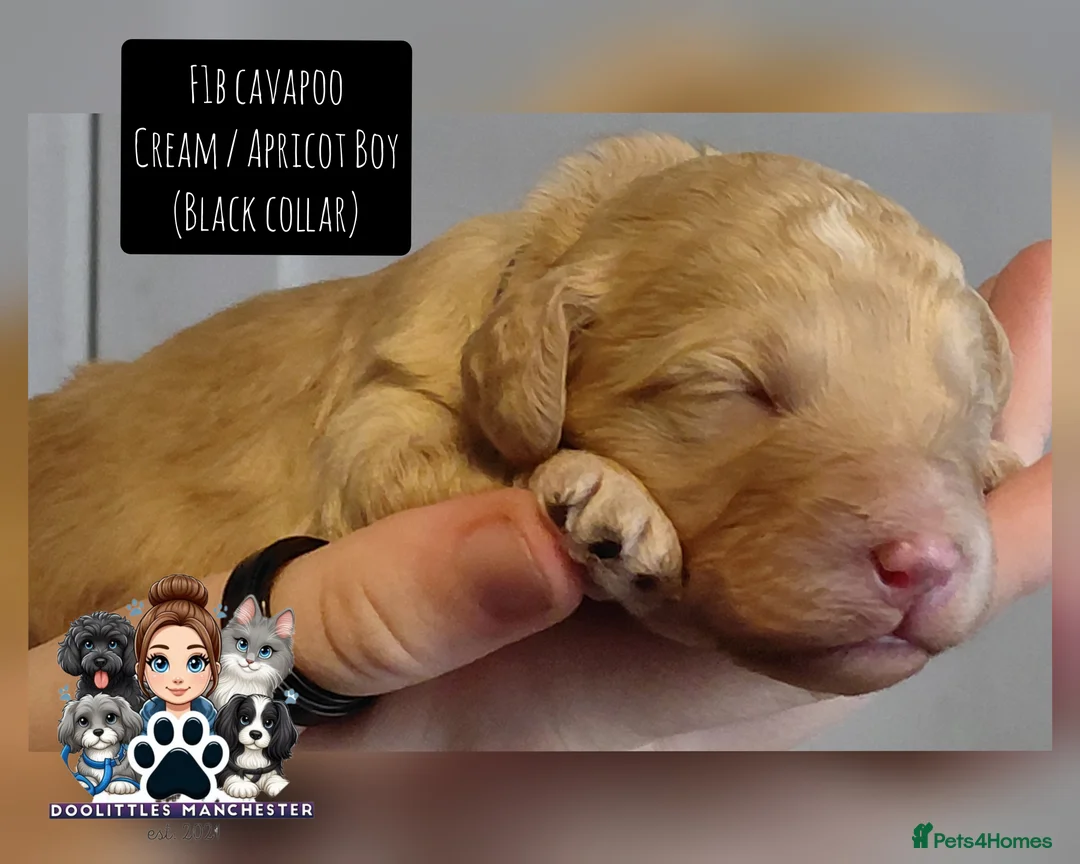 Cavapoo dogs for sale: 5* F1B Cavapoos  - Advert 7