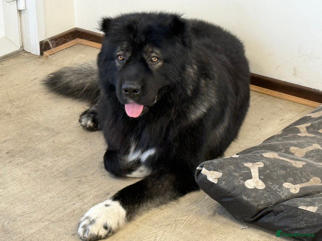 Mixed Breed dogs for sale: Alibi x Caucasian Shepherd pups - Advert 6