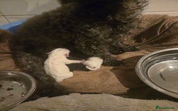 Shihpoo dogs for sale: Female shihpoo pups  - Advert 3