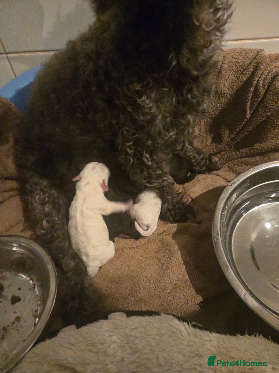 Shihpoo dogs for sale: Female shihpoo pups  - Advert 3