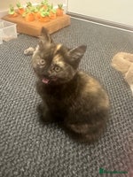 British Shorthair cats - Advert 4