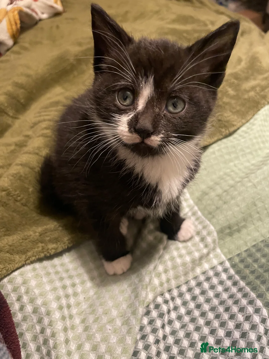 Mixed Breed cats for sale: Beautiful Male kitten ready for re homing 😊 - Advert 3