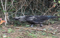 Chickens poultry for sale: Polish cockerel free to good home  - Image 1