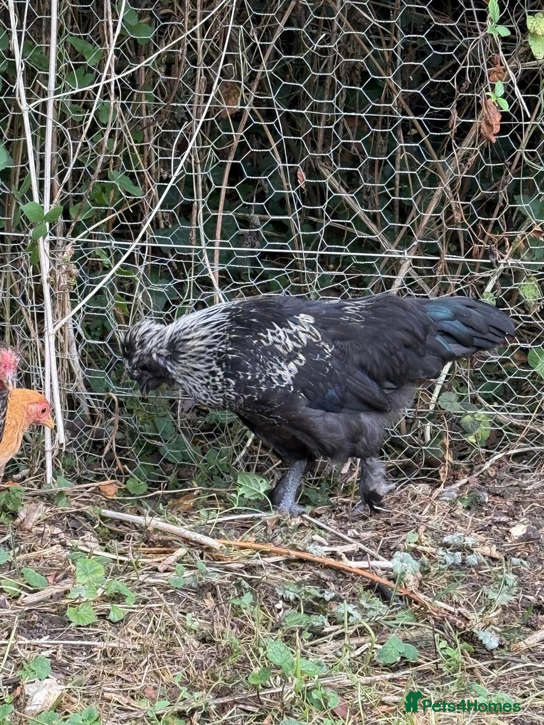 Chickens poultry for sale: Polish cockerel free to good home  - Image 1