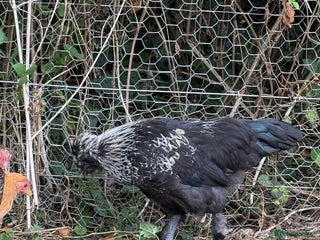 Chickens poultry Polish cockerel free to good home - Advert 18