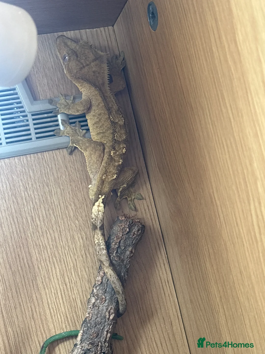 Gecko reptiles for sale: Crested geko  in Sheffield - Advert 2