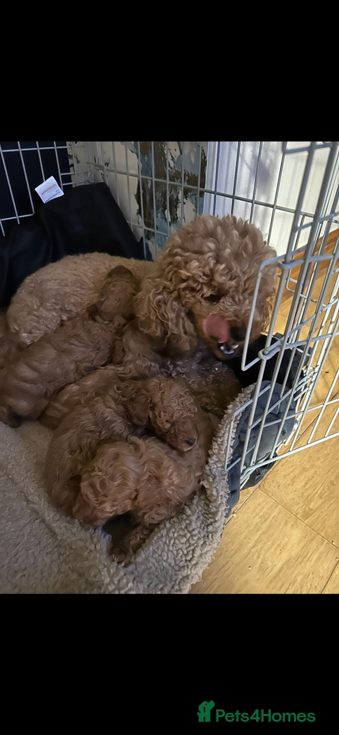 Toy Poodle dogs for sale: Red toy poodle - Advert 1