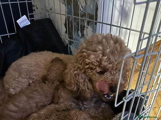 Toy Poodle dogs Red toy poodle - Advert 1