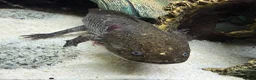 Axolotl reptiles for sale: Axolotls and their tank.  - Advert 2