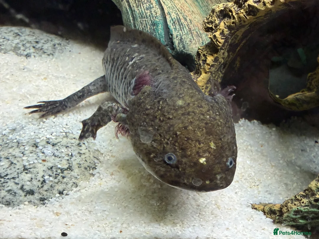 Axolotl reptiles for sale: Axolotls and their tank.  - Advert 2