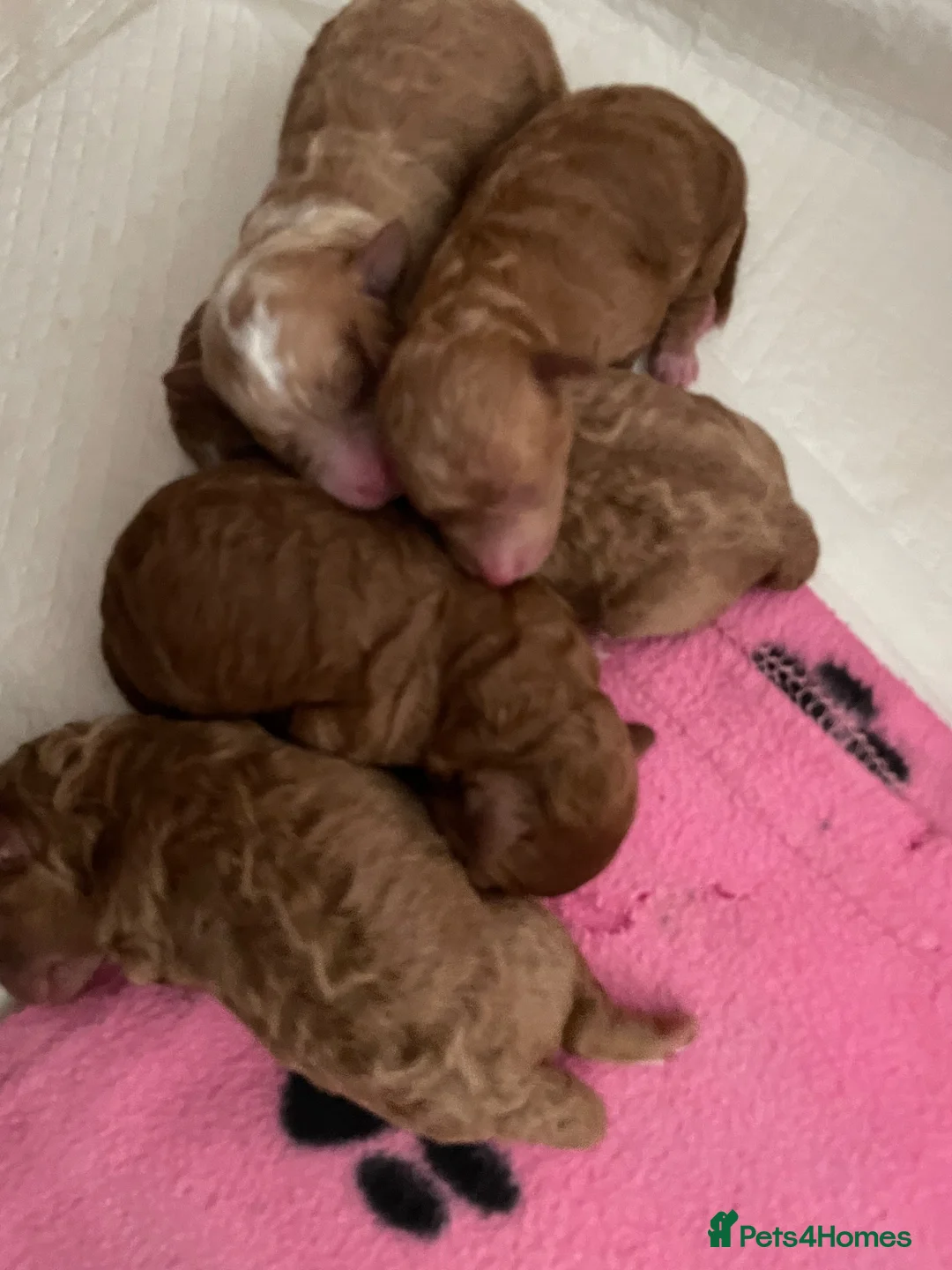 Cavapoo dogs for sale: Cavapoo puppies in Stevenage - Advert 1