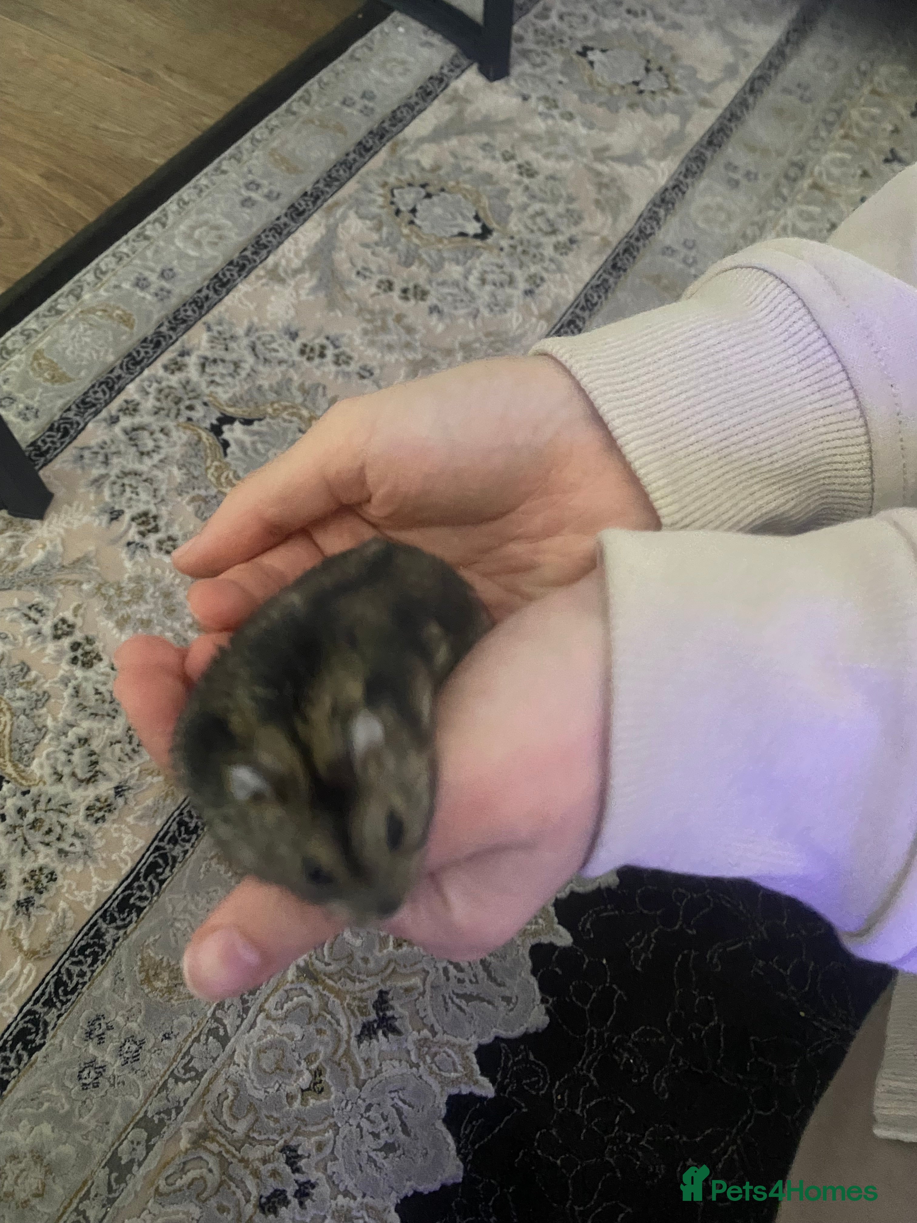 Hamster rodents Russian Dwarf Hamsters - Advert 4