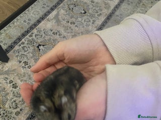 Hamster rodents Russian Dwarf Hamsters - Advert 4