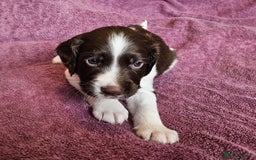 English Springer Spaniel dogs for sale: Mr Blue is looking for his furever home - Image 4