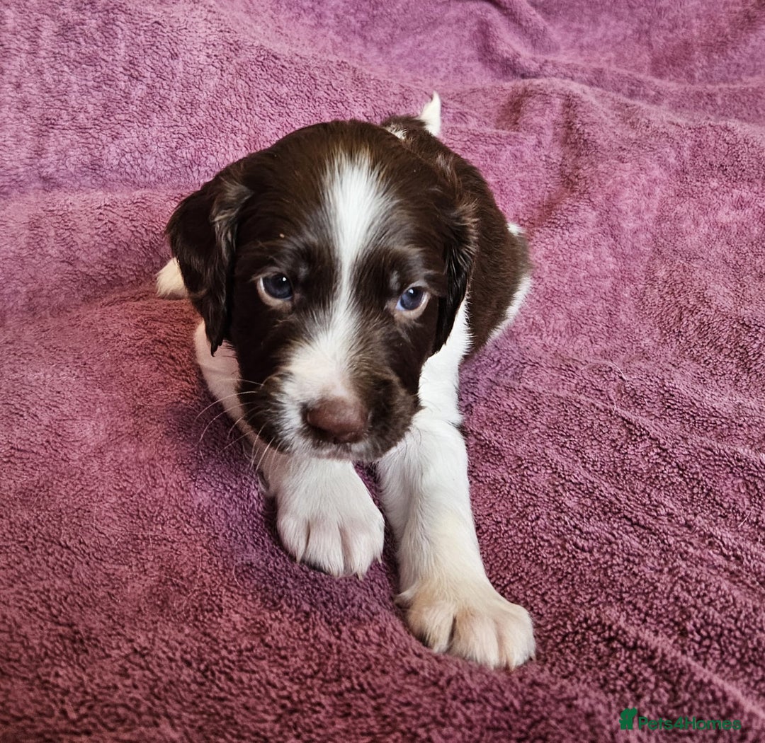 English Springer Spaniel dogs for sale: Mr Blue is looking for his furever home - Image 4