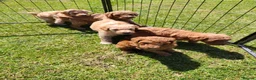 Labradoodle dogs for sale: 🐾 Beautiful Red Labradoodle Puppies – 5 Boys  🐾 - Advert 6