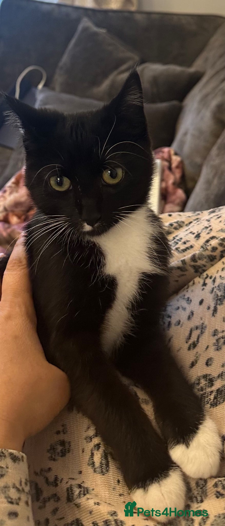 Domestic Shorthair cats Beautiful Male Kitten-Friendly, Well Handled - Advert 14