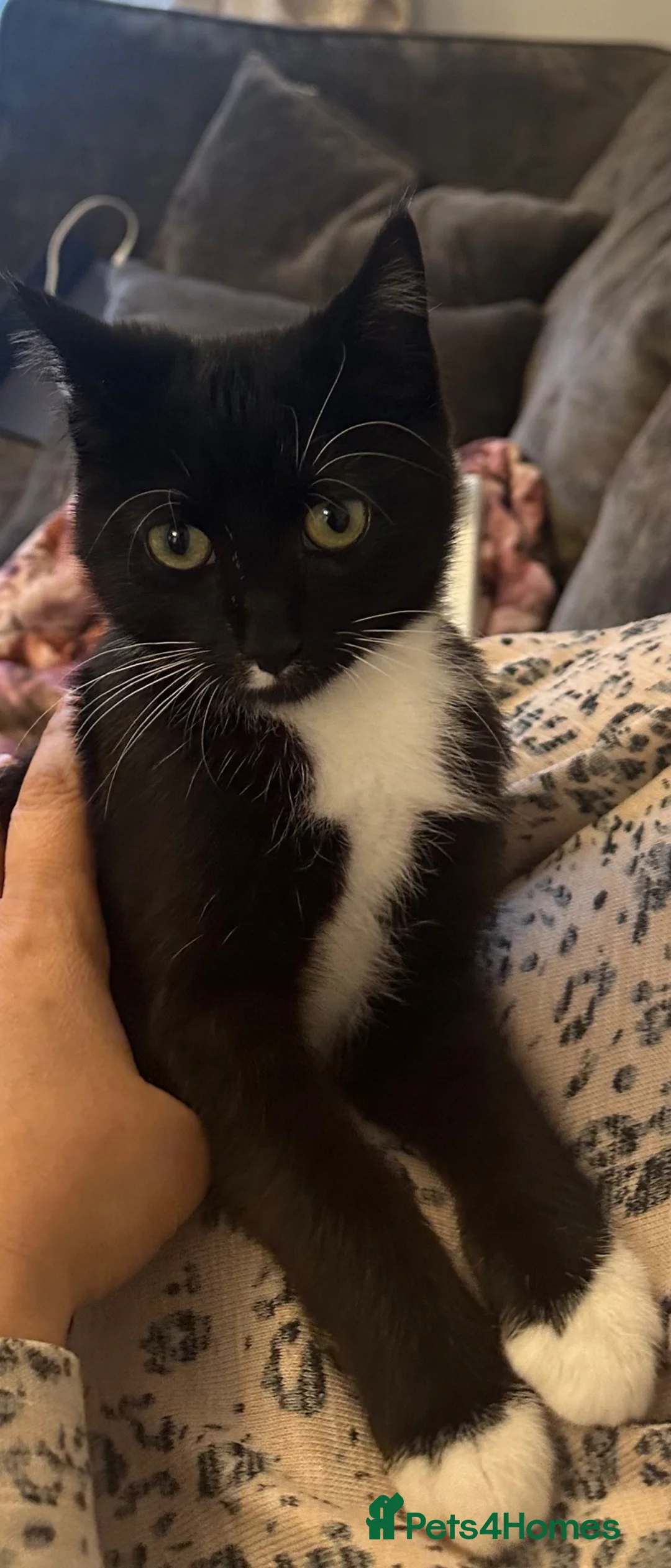 Domestic Shorthair cats for sale: Beautiful Male Kitten-Friendly, Well Handled in Newcastle upon Tyne - Advert 1