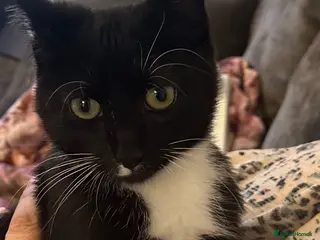 Domestic Shorthair cats Beautiful Male Kitten-Friendly, Well Handled - Advert 6