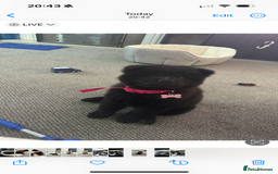 Chow Chow dogs for sale: Female Chow Kiki - Advert 8