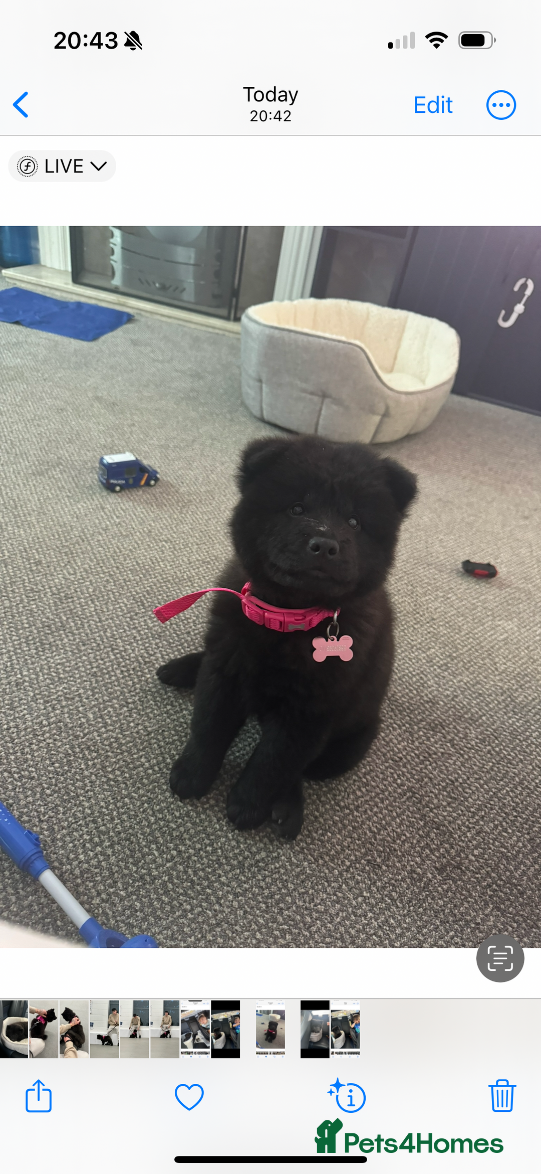 Chow Chow dogs for sale: Female Chow Kiki - Advert 8