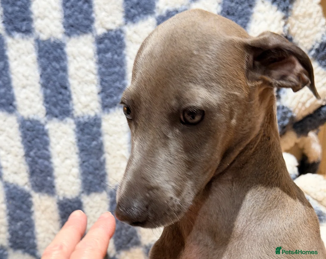 Lurcher dogs for sale: STUNNING *Isabella Blue Mini Lurcher, Lead Candy! - Advert 1