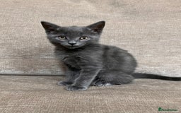 British Shorthair cats for sale: Grey Kitten - Image 1