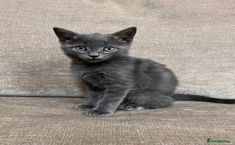 British Shorthair cats - Advert 1