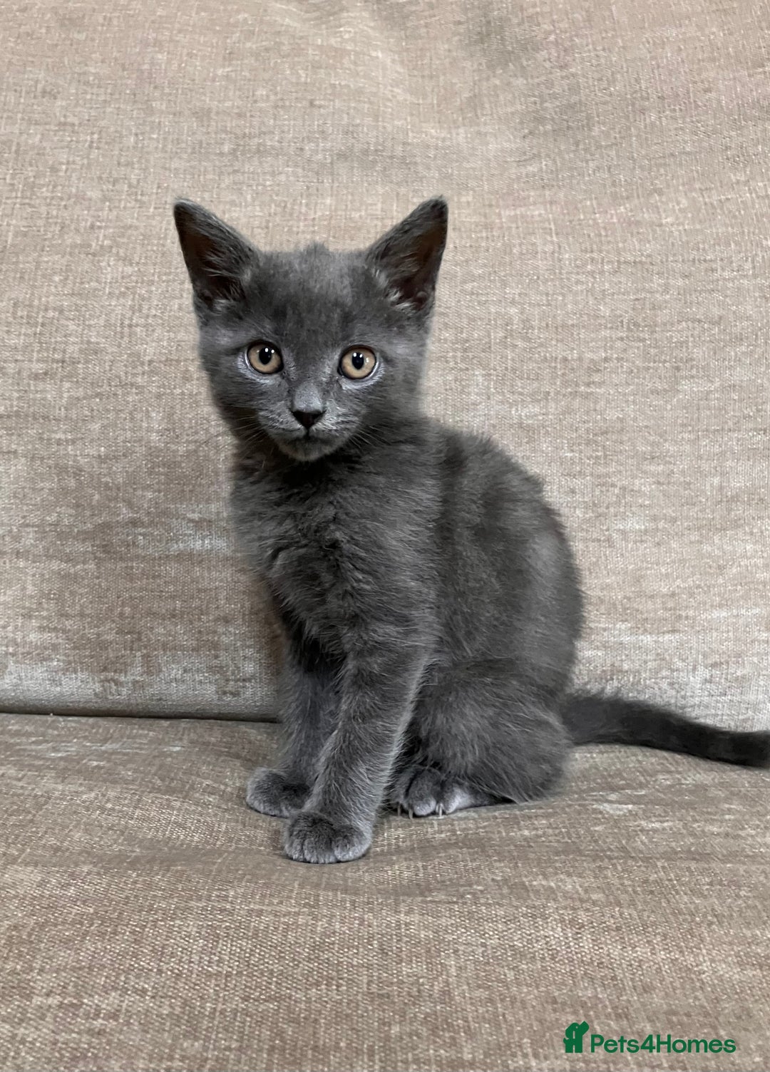 British Shorthair cats for sale: Grey Kitten - Image 1