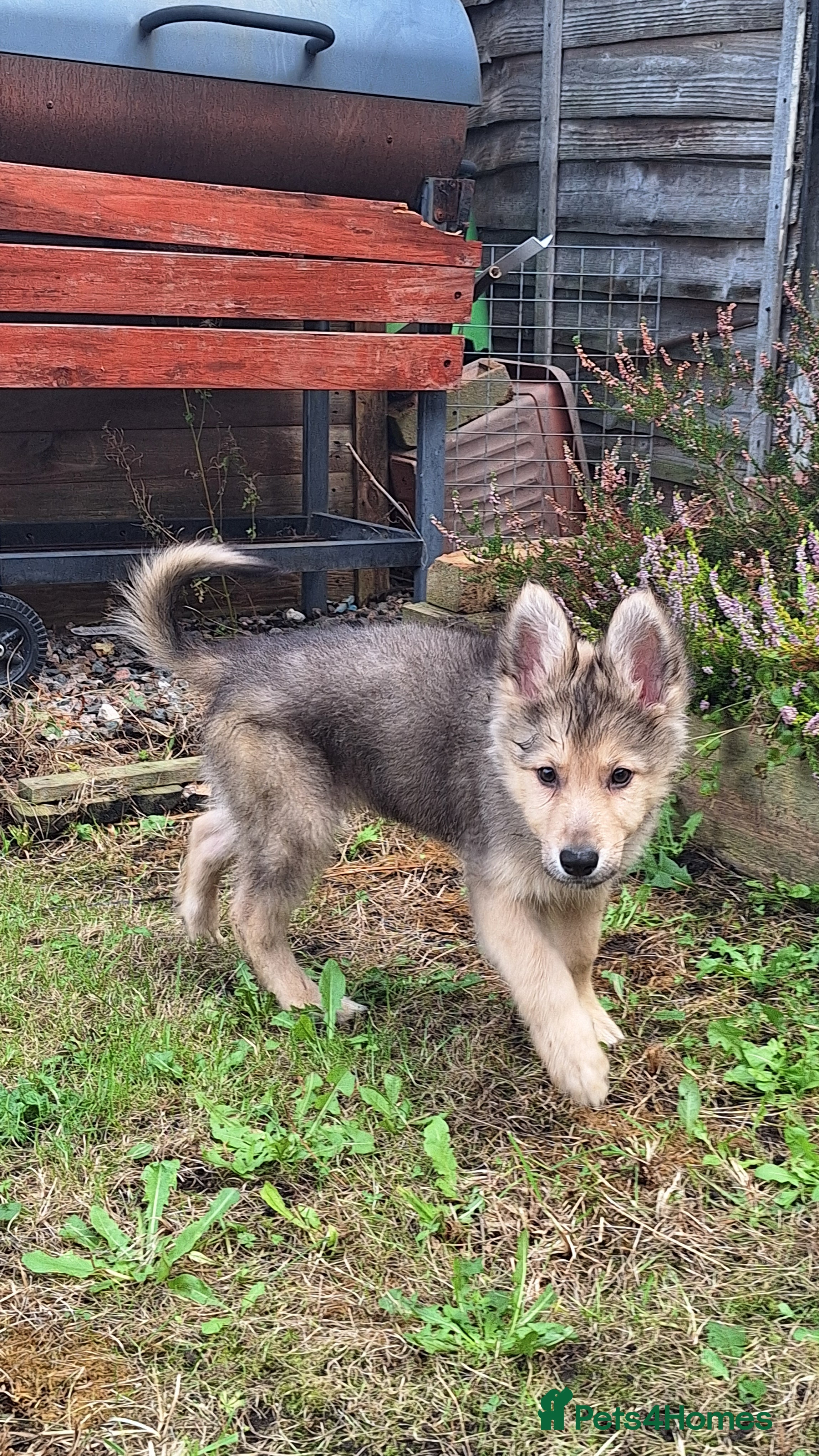 Mixed Breed dogs Shollie Pups - Advert 2