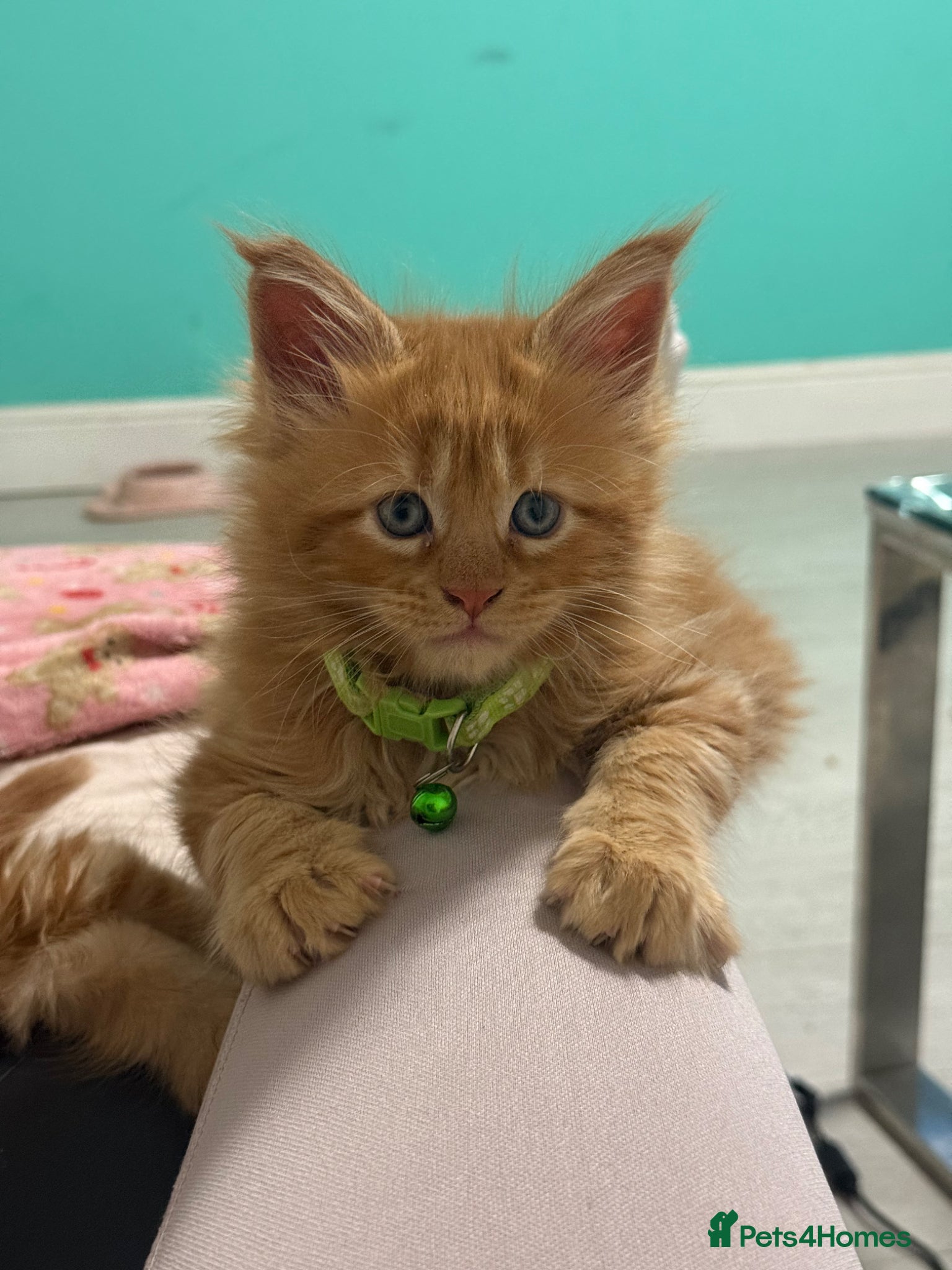 Maine Coon cats Beautiful Maine Coon Kittens – Ready to Reserve - Advert 2
