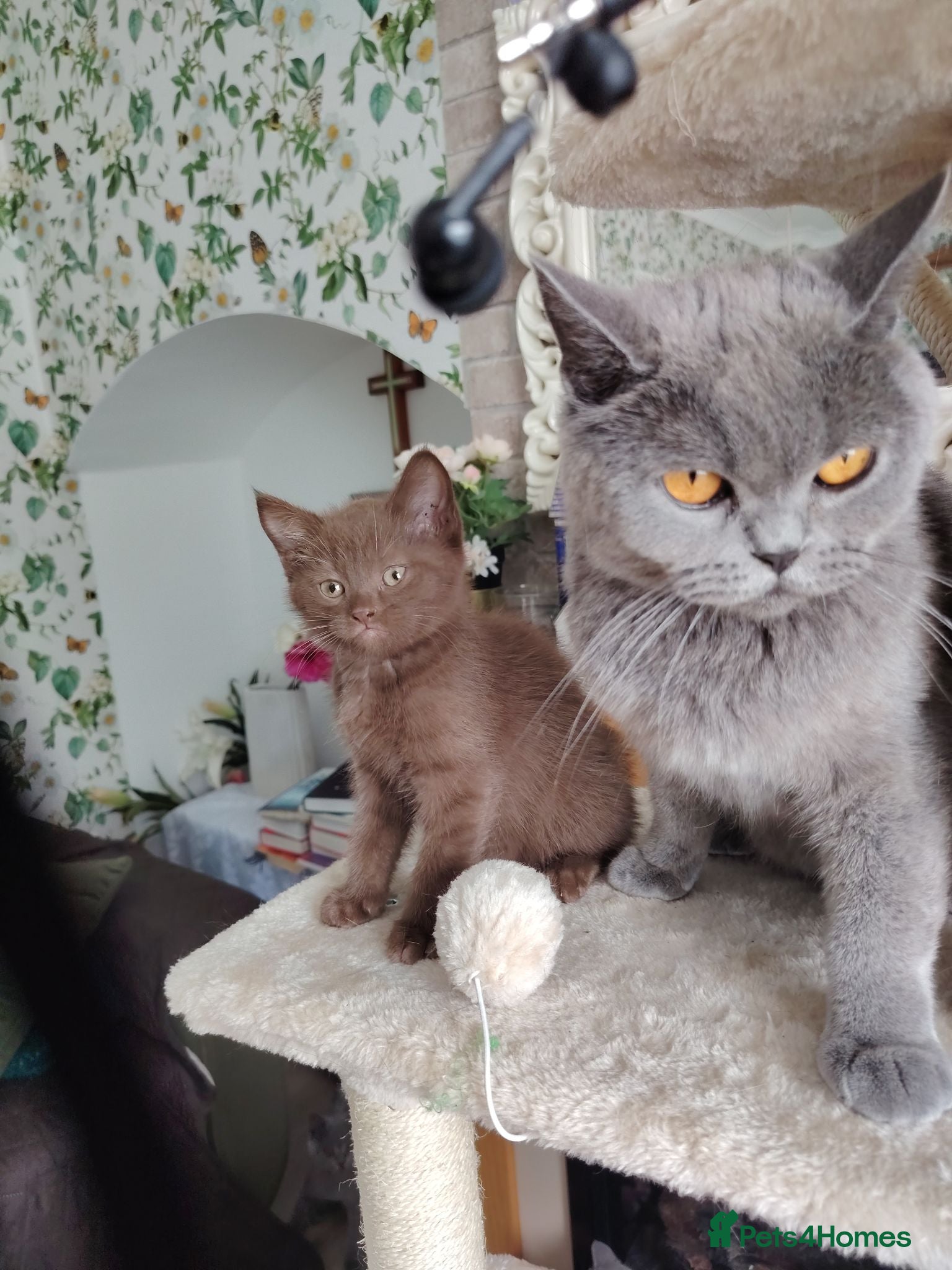 Mixed Breed cats Beautiful British short chocolate kitten.  - Advert 2