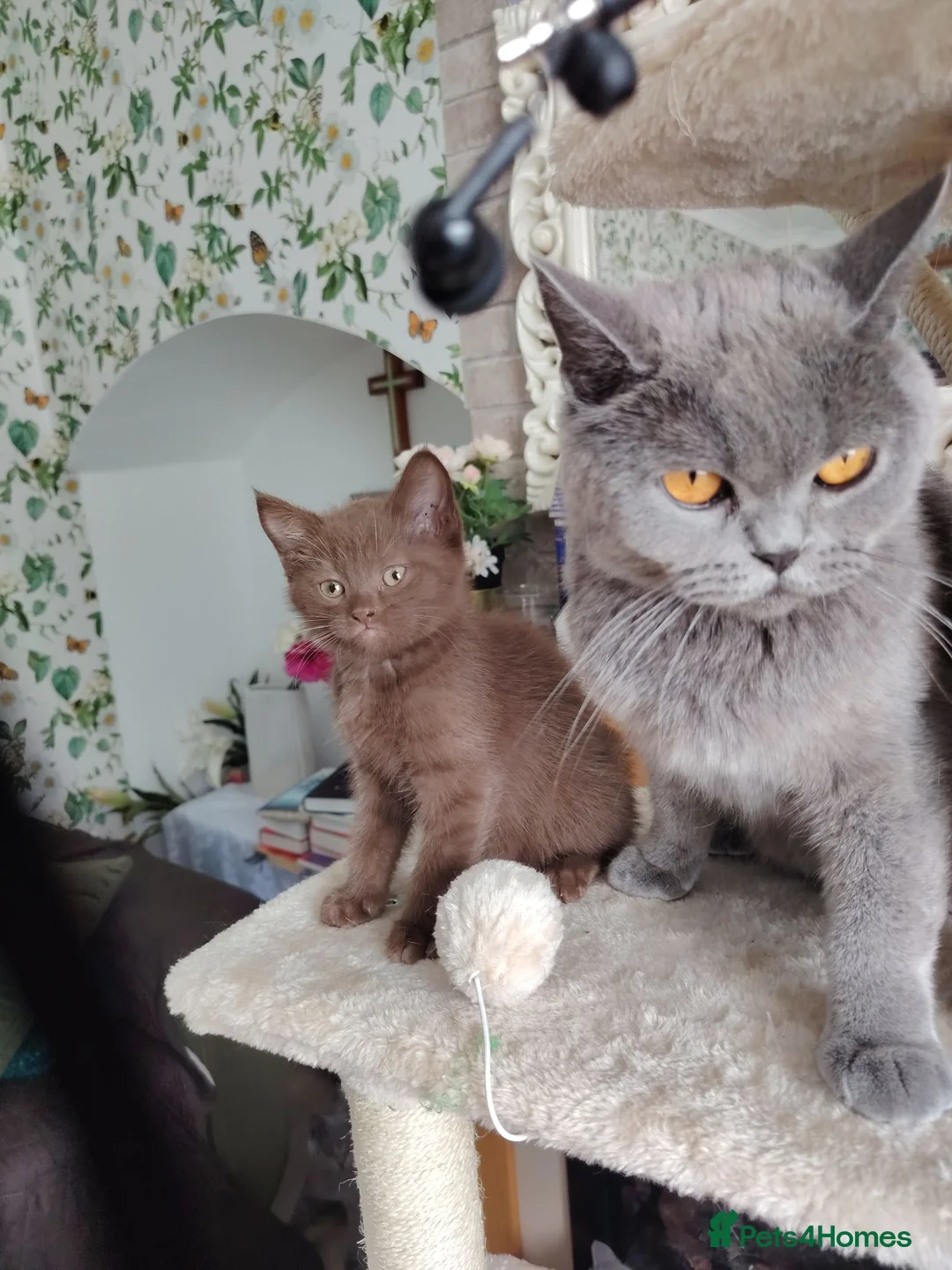 Mixed Breed cats for sale: Beautiful British short chocolate kitten.  - Advert 1