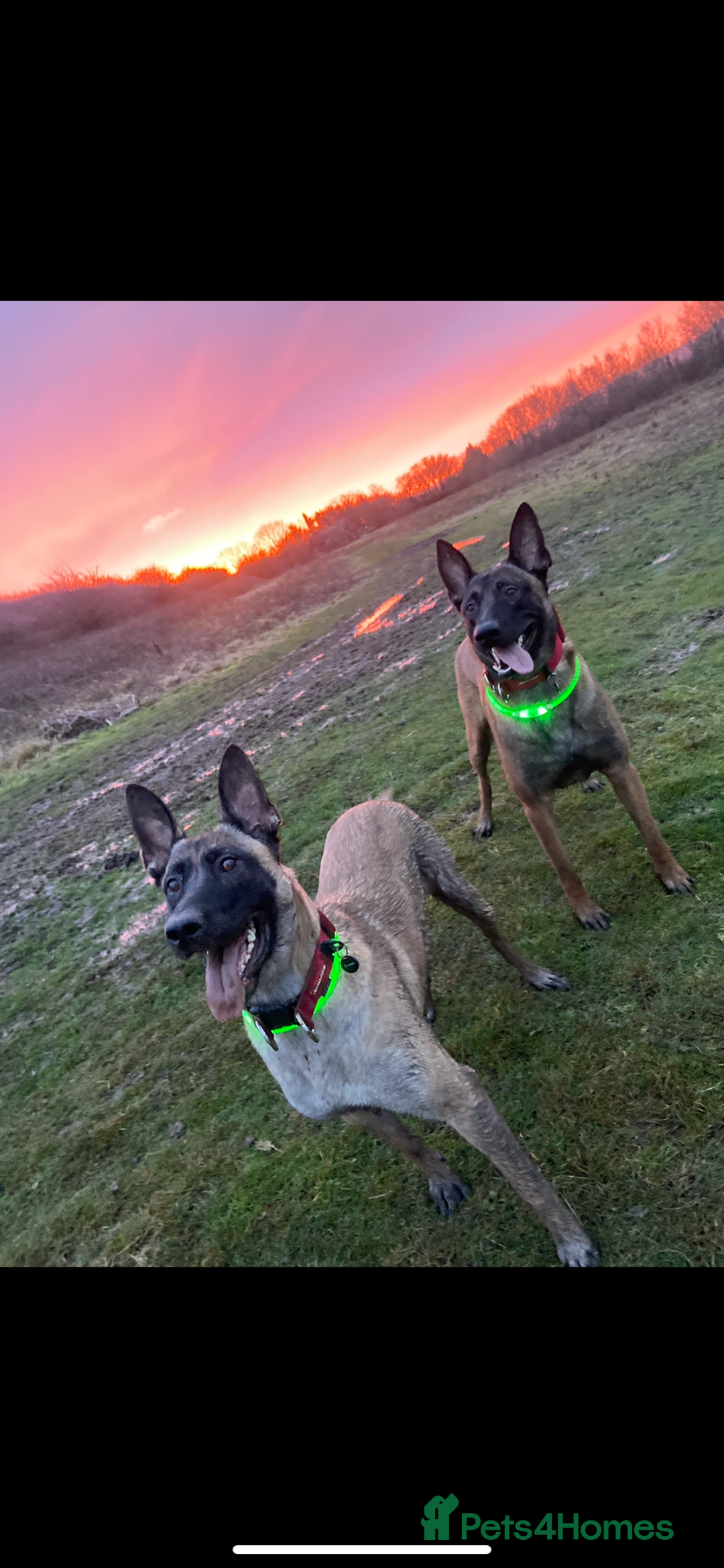 Belgian Shepherd Dog dogs for sale: Belgian malinois pups  - Advert 1