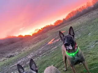 Belgian Shepherd Dog dogs Belgian malinois pups - Advert 8