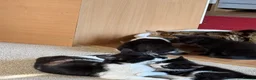 Mixed Breed cats for sale: My Four Adorable Kittens - Advert 10