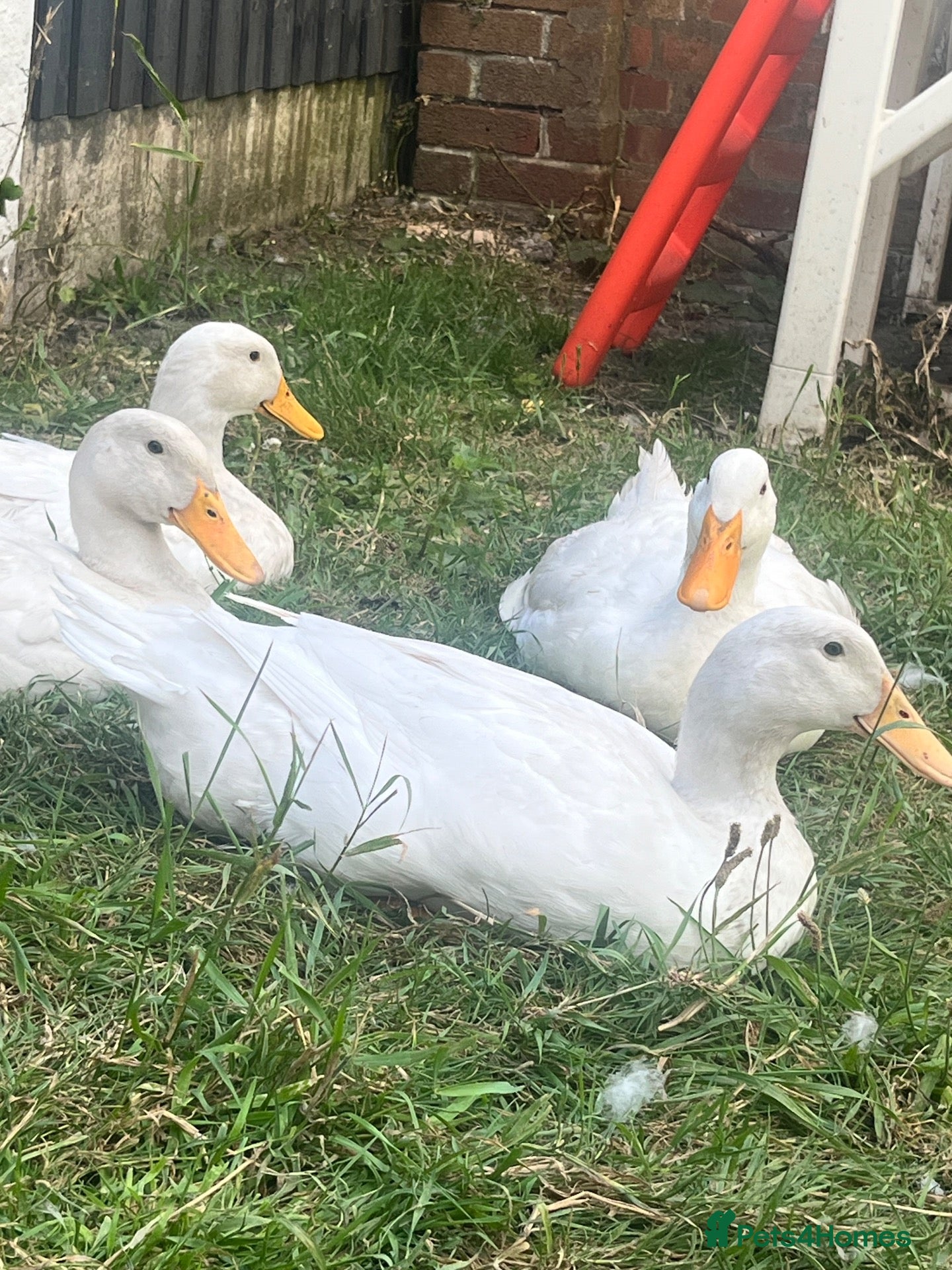 Ducks poultry 4 cherry Valley ducks (3f 1m) Bonded flock - Advert 1